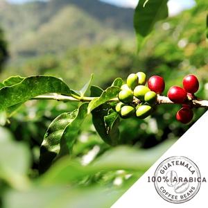 Patrona Coastal Café Premium Guatemala Single-Origin Coffee